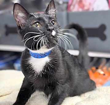 Photo of Waffles - Center