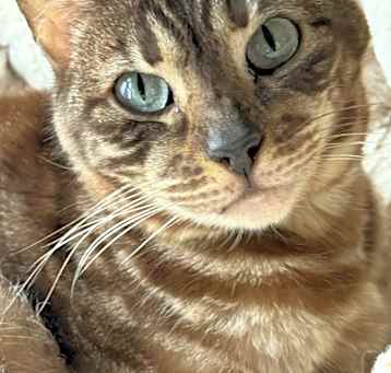 Photo of Cartier