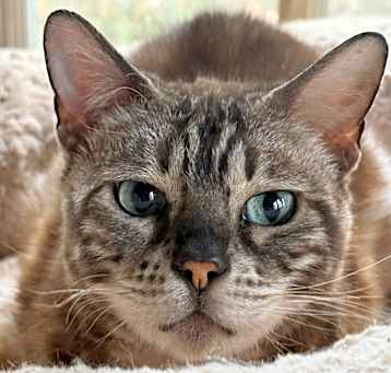 Photo of Pharoah