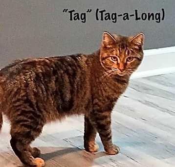 Photo of Tag-A-Long *kitten*