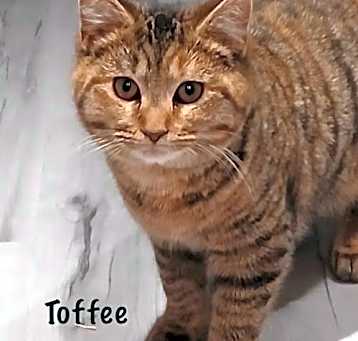 Photo of Toffee *kitten*