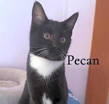 Photo of Pecan
