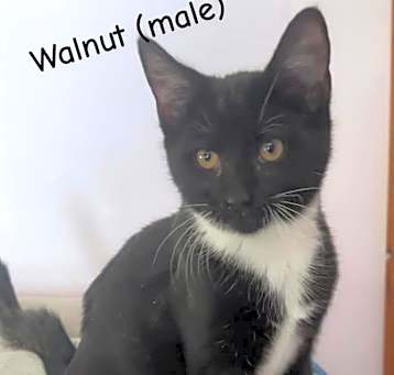 Photo of Walnut