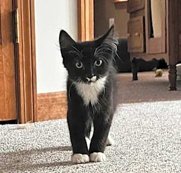 Photo of Cooper