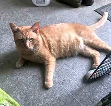 Photo of Garfield