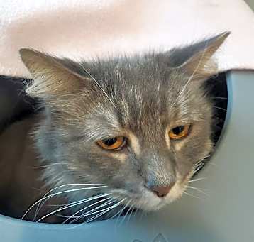 Photo of TINKERBELLE