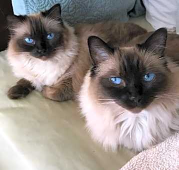 Photo of Bebe and Bella