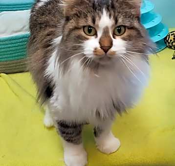 Photo of Snickers