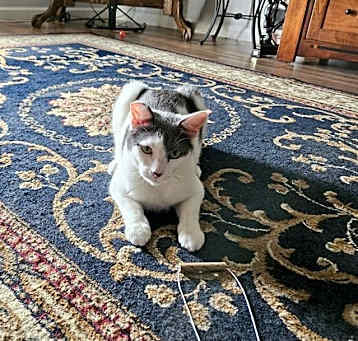 Photo of Luna