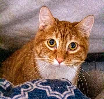 Photo of Newton