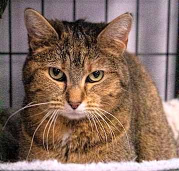 Photo of Ginger