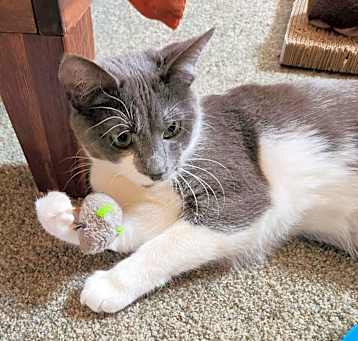 Photo of Opal
