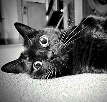 Photo of Nova