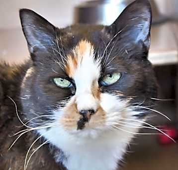 Photo of Tater