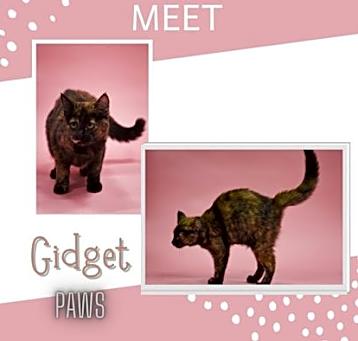 Photo of Gidget
