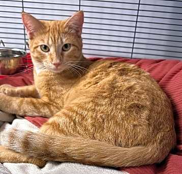 Photo of Nessa (Bonded with Sherbert)