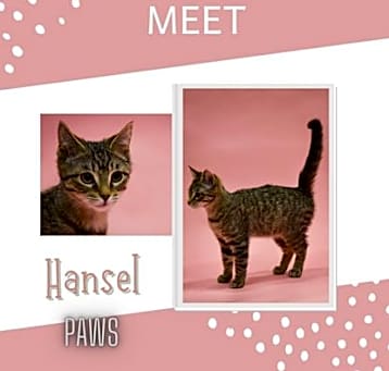 Photo of Hansel