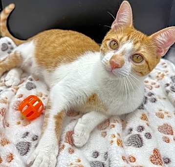 Photo of Cornelius