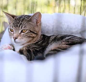 Photo of Simon (chipmunk)