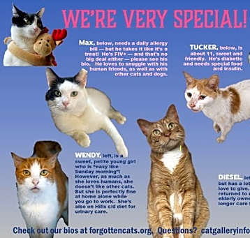 Photo of We Are Special (needs: food &/or medical) Part 2