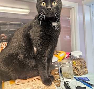 Photo of Remus