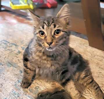Photo of Sherlock