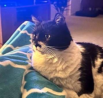 Photo of Sweetie-Foster