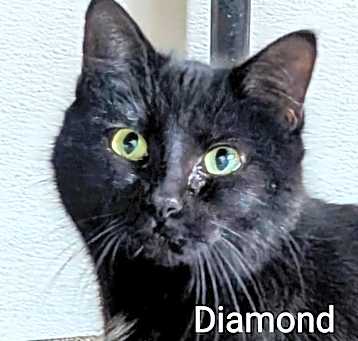 Photo of Diamond
