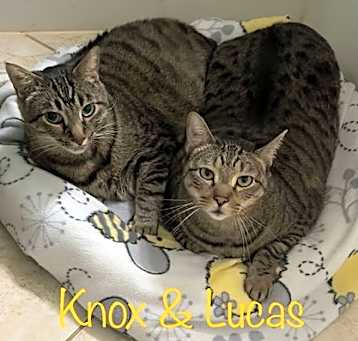 Photo of Knox