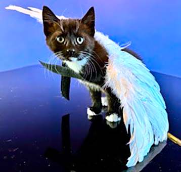 Photo of Moondancer