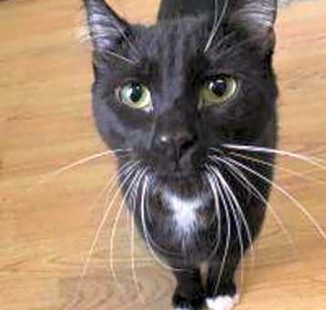 Photo of Milo