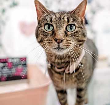 Photo of Hemi