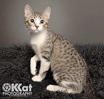 Photo of Chessie