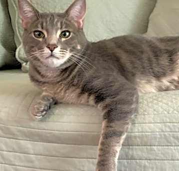 Photo of Sparrow