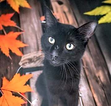 Photo of Spirit