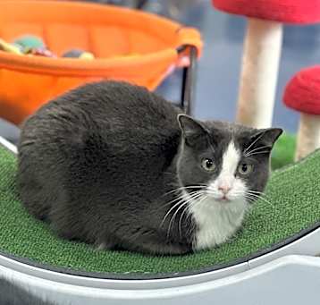 Photo of Josie
