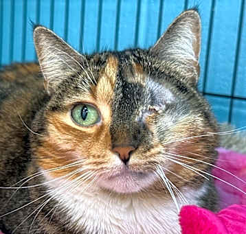 Photo of Koda