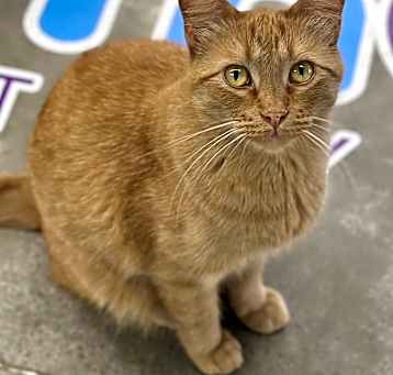 Photo of Garfield