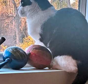 Photo of Oreo