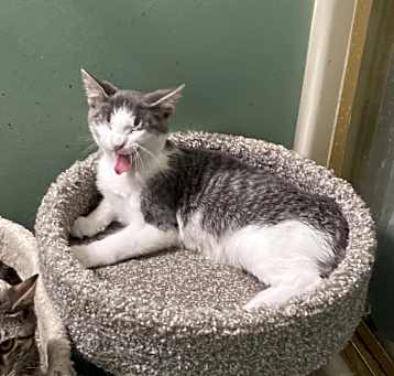 Photo of Boyd bonded with Hairball