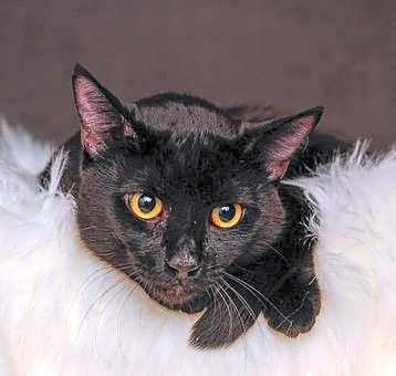 Photo of Valentine