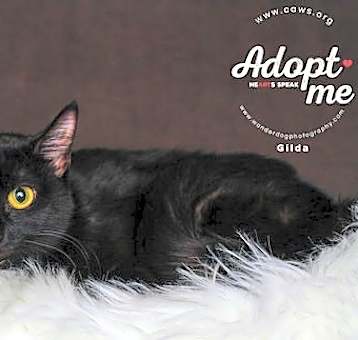 Photo of Gilda