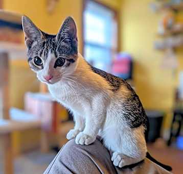 Photo of Piston