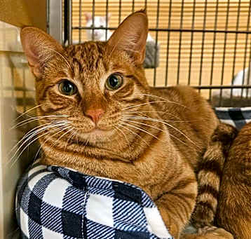 Photo of CHEDDAR