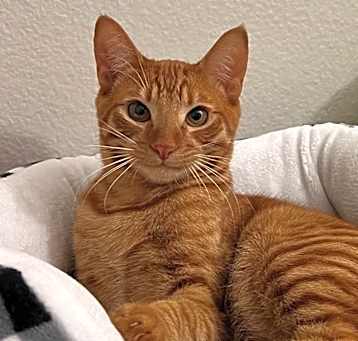 Photo of CHEETO