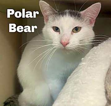 Photo of Polar Bear 250356