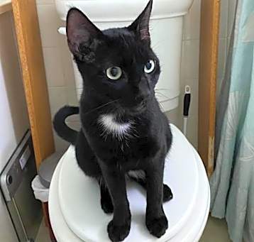Photo of Binx
