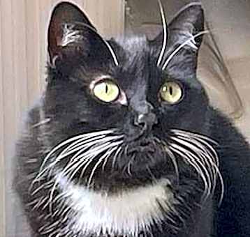 Photo of Whiskers