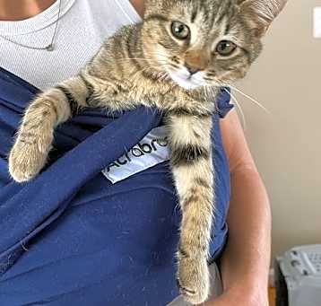 Photo of Pebbles