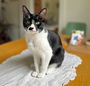Photo of Bigata IN FOSTER